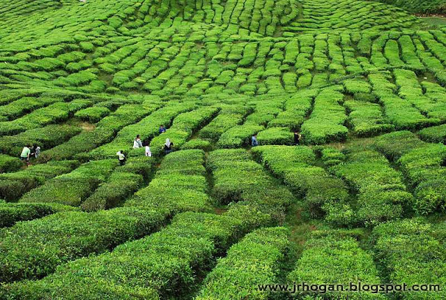 Tea Plantation at Bharat