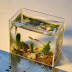 World’s smallest working Aquarium