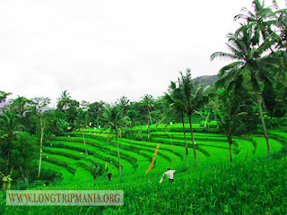 Inilah Foto Pemandangan Sawah Di Bali   