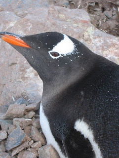 Gentoo penguin