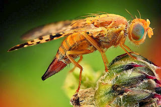 insectos-en-macro