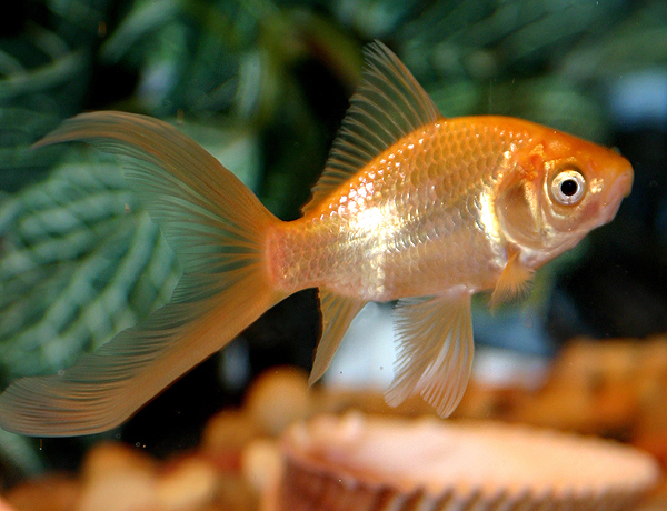 what do goldfish eggs look like in a fish tank. what do goldfish eggs look