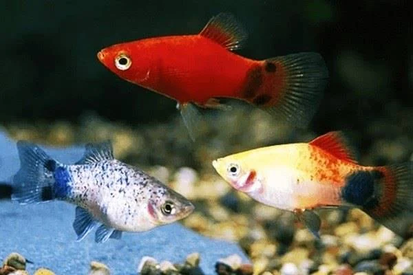Ikan Platy - Jenis Ikan Hias Air Tawar Yang Populer Dipelihara
