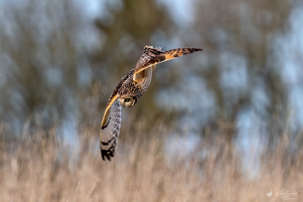 Short-eared owl