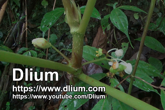 Dlium Bariang (Begonia multangula)