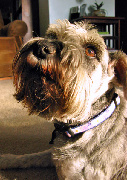schnauzer face