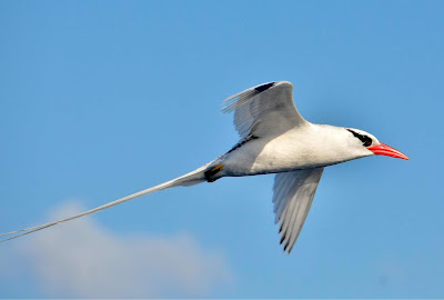 Tropic bird in flight