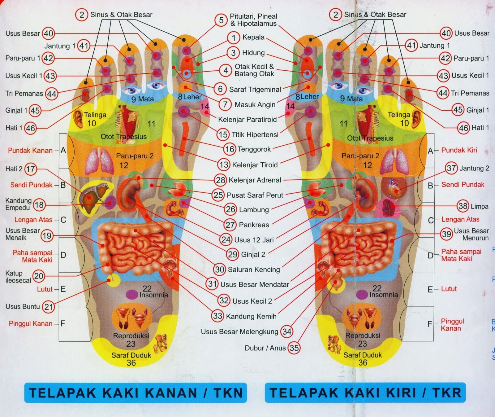 Cara Sehat Dengan Irisan Bawang