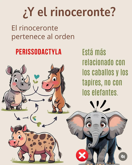 PERISSODACTYLA Rinoceronte