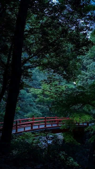 Bridge, Forest, Trees, Branches