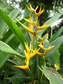 Beautiful Heliconia Flower