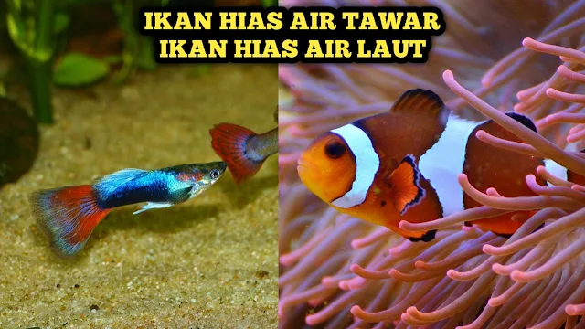Ikan Hias Air Tawar dan Ikan Hias Air Laut
