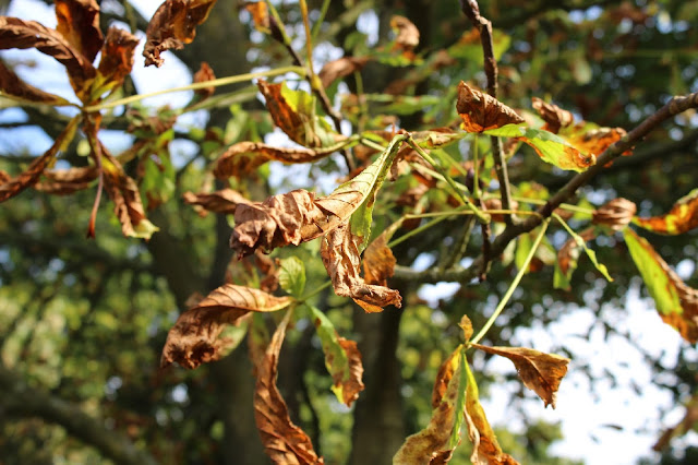 Autumn Leaves