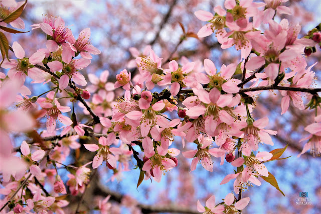 cherry-blossoms-kisama-heritage-village-kohima-nagaland