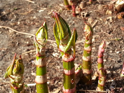 The quality of your soil of bamboo plants