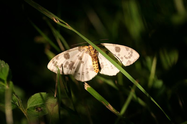 Ulmen-Harlekin, Abraxas sylvata