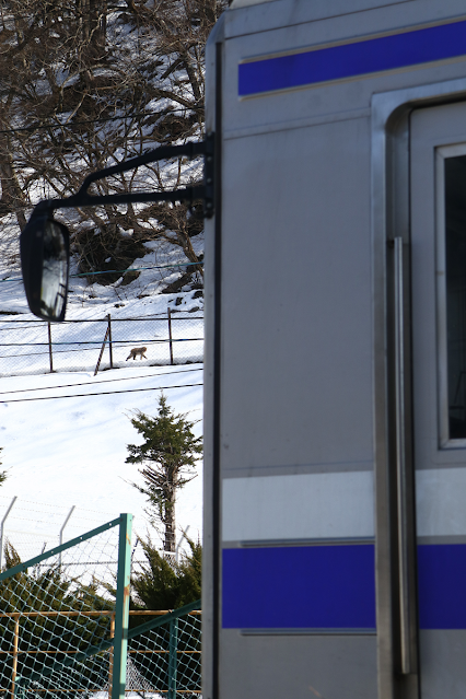 新島々駅のサルと上高地線（アルピコ交通上高地線/新島々駅）