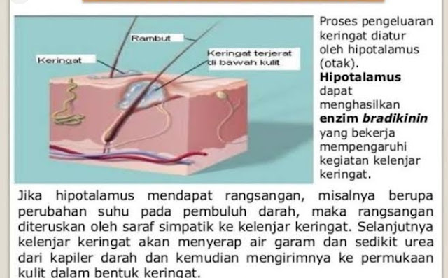 Proses pengeluaran keringat