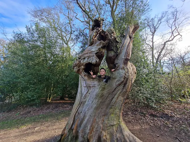 An old twisted tree with a child climbing it