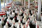 GNLD FERTILIZER FOR POULTRY FARMERS