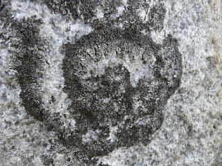 Lichen qui dessine des arabesques sur les rochers - Montanelia sp.