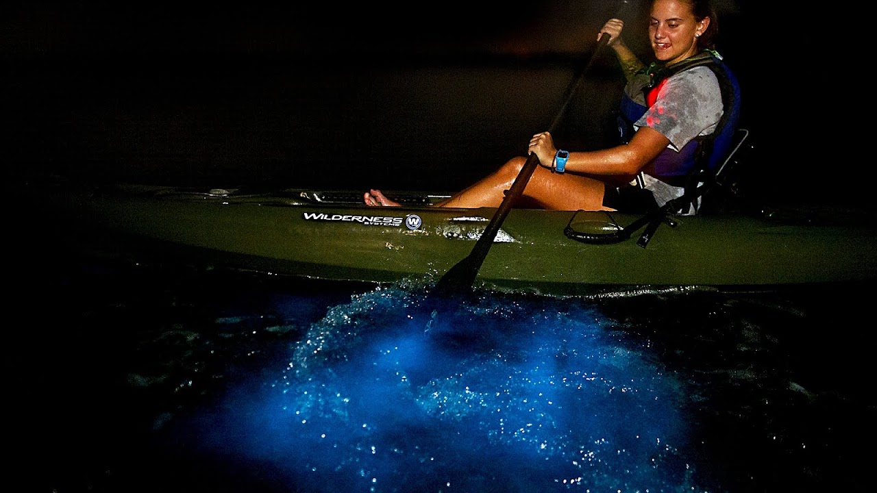 Dinoflagellate - Bioluminescence Kayak Tour