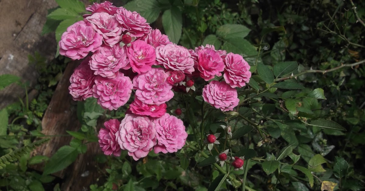 Blog-que Verde: ROSAS MINIATURA
