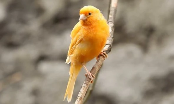 Cara Merawat Burung Kenari Bakalan Agar Rajin Bunyi