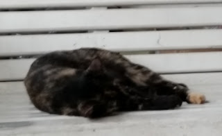 porch cat 1