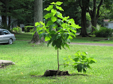 New Life