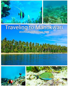 coral reef and fish in Manokwari