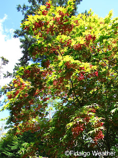 Osakazuki Japanese Maple