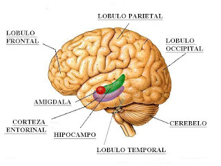 Les presento la famosa amígdala, es la sección coloreada de rojo