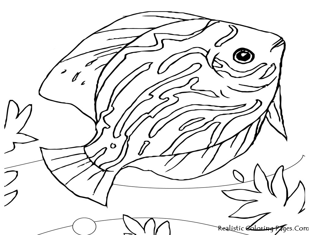 Sea Life Coloring Pages  Realistic Coloring Pages