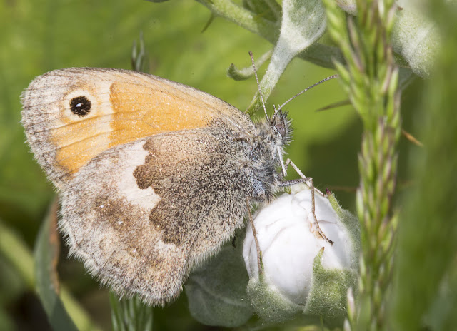 Small Heath, Coenonympha pamphilus.  Sandwich Bay, 3 June 2015.