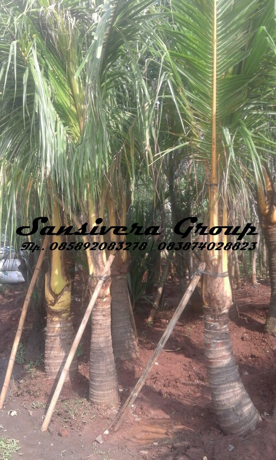 Jual pohon  kelapa  kuning Khasiat Tanaman kelapa  kuning 