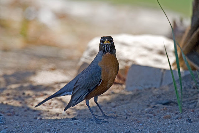 American Robin