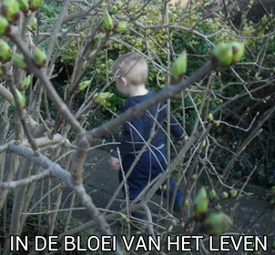 wybren in de bloemknoppen 16 maart 2012