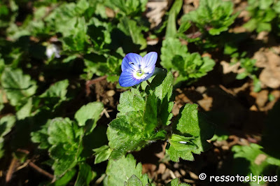 Recorrent territori de volcans III