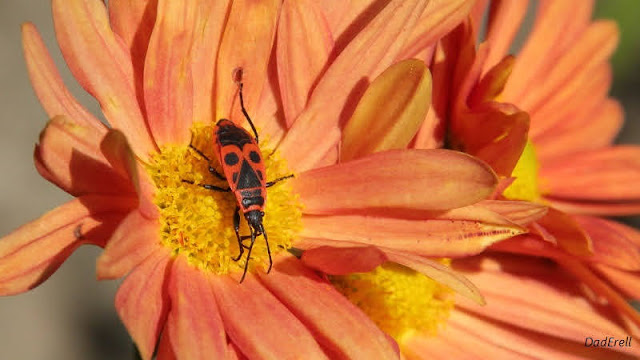 Un gendarme (pyrrhocoris apteras) sur une fleur de chrysanthème