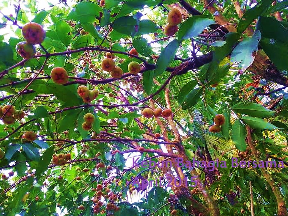 Kebun Bahagia Bersama Baka jambu air Pink Rose Apple