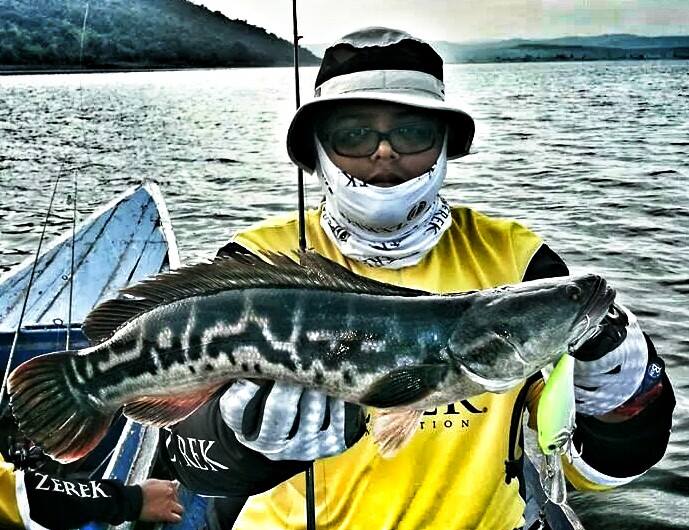 Giant Snakehead on a buzzbait from Malaysia. : r/Fishing