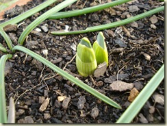 daffodils ready for spring_1_1