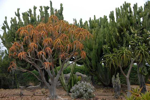 tree with orange leaves