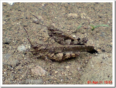 brown grasshopper mating 11
