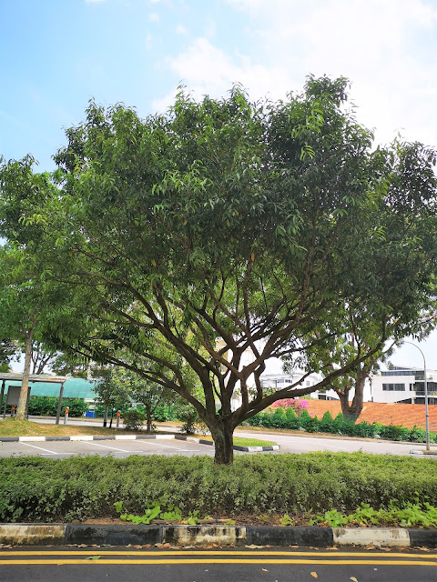 Sembawang Tree