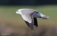 Birds In Flight Photography Cape Town with Canon EOS 7D Mark II