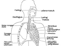 Sistem Pernapasan Pada Manusia Terlengkap, Fungsi, Bagian-Bagian, Alat/Organ Pernapasan