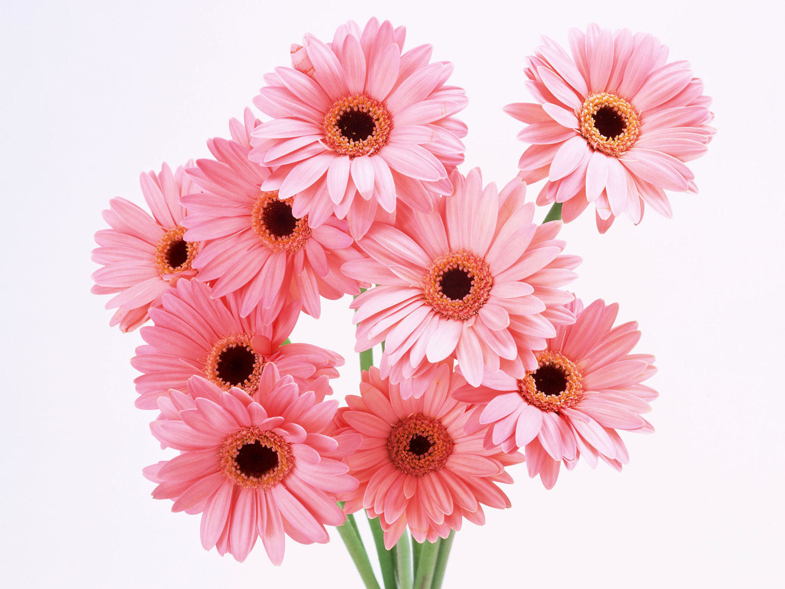 Flowers & Planets: pink flowers wallpaper