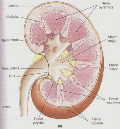  of renal pyramid – towards medial (pierced by 18-20 ducts of bellini)